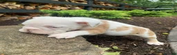 English Bulldog dogs for sale: Dexter - Ad 10