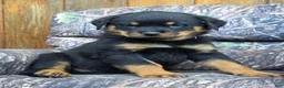Rottweiler dogs for sale: Grant - Ad 4