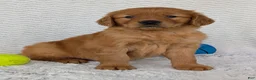 Golden Retriever dogs for sale: Rocco - Ad 10