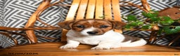 Jack Russell Terrier dogs for sale: Sandy - Ad 3