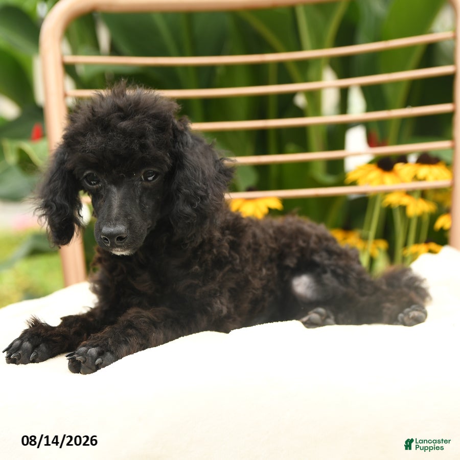 Toy Poodle dogs Quinton - Ad 2