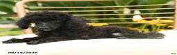 Toy Poodle dogs for sale: Quinton - Ad 2