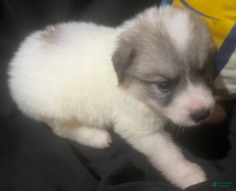 Great Pyrenees dogs Daisy - Ad 2