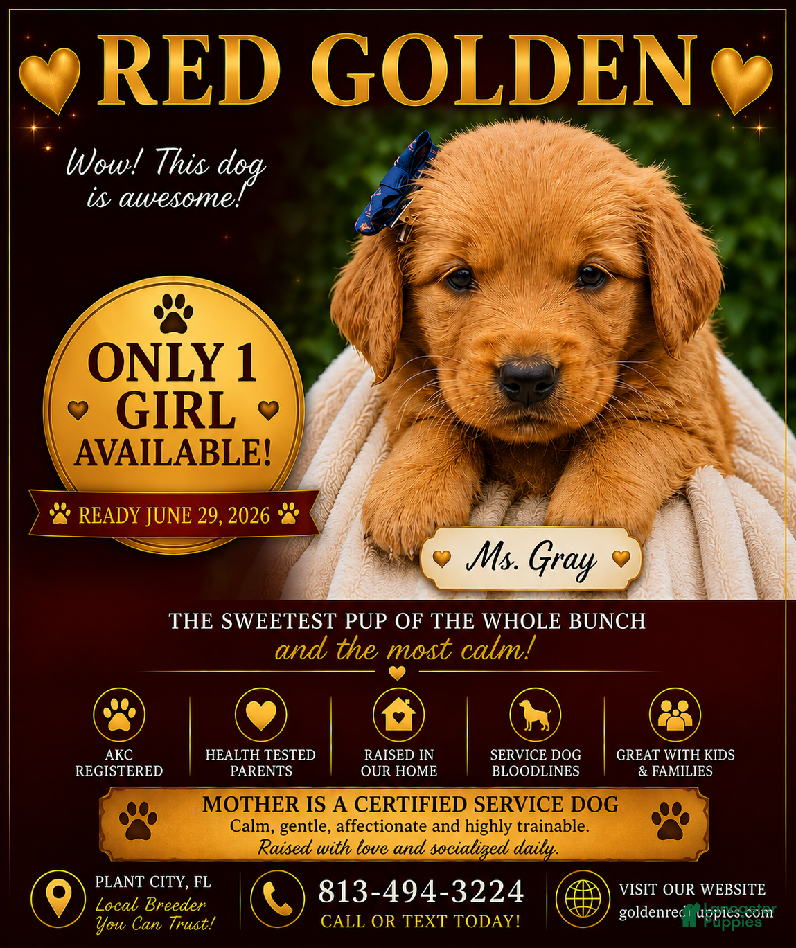 Golden Retriever dogs Red Golden Ms. Grey - Ad 1