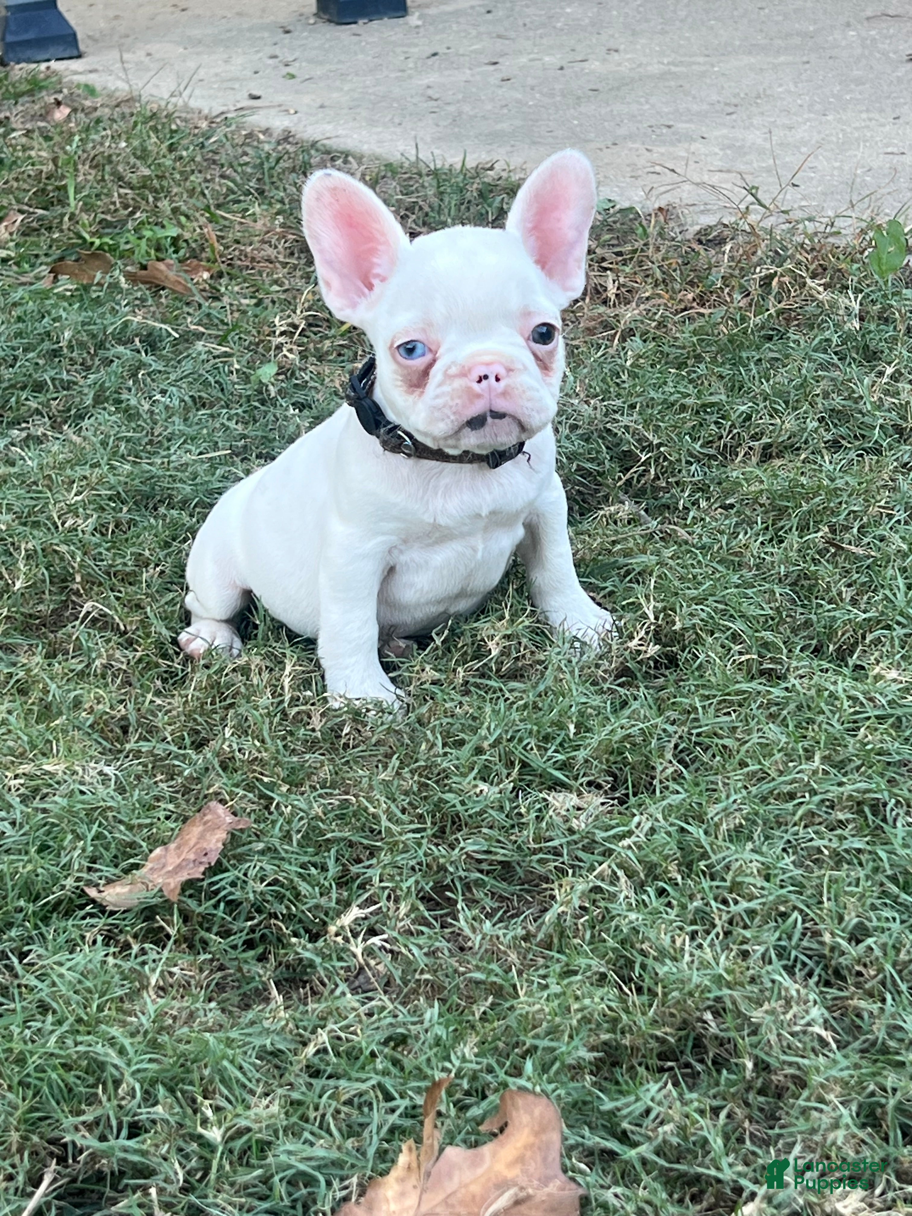 French Bulldog dogs French Bulldog Puppy 4 - Ad 24