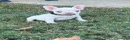 French Bulldog dogs for sale: French Bulldog Puppy 4 - Ad 1