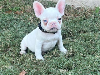 French Bulldog dogs French Bulldog Puppy 4 - Ad 24