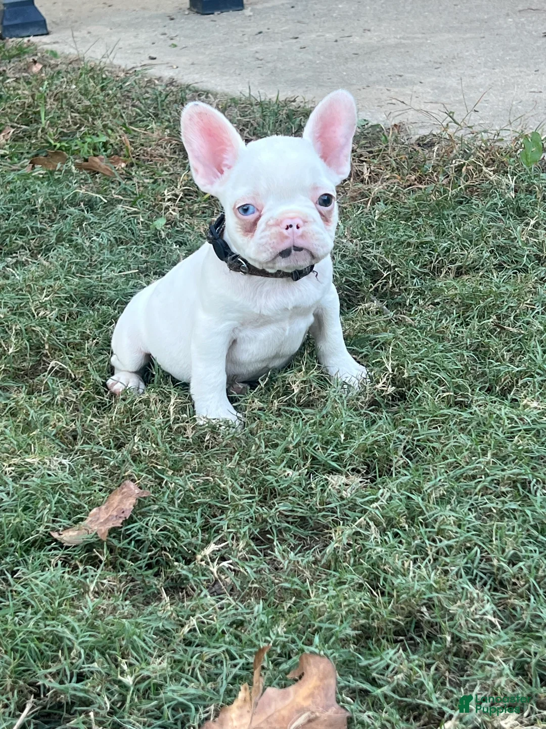 French Bulldog dogs for sale: French Bulldog Puppy 4 - Ad 1