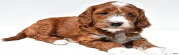 Mini Goldendoodle dogs for sale: Ace - Ad 4