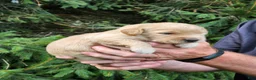 Goldendoodle dogs for sale: Monty - Ad 3