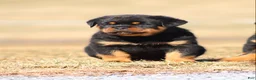 Rottweiler dogs for sale: Sugar - Ad 1