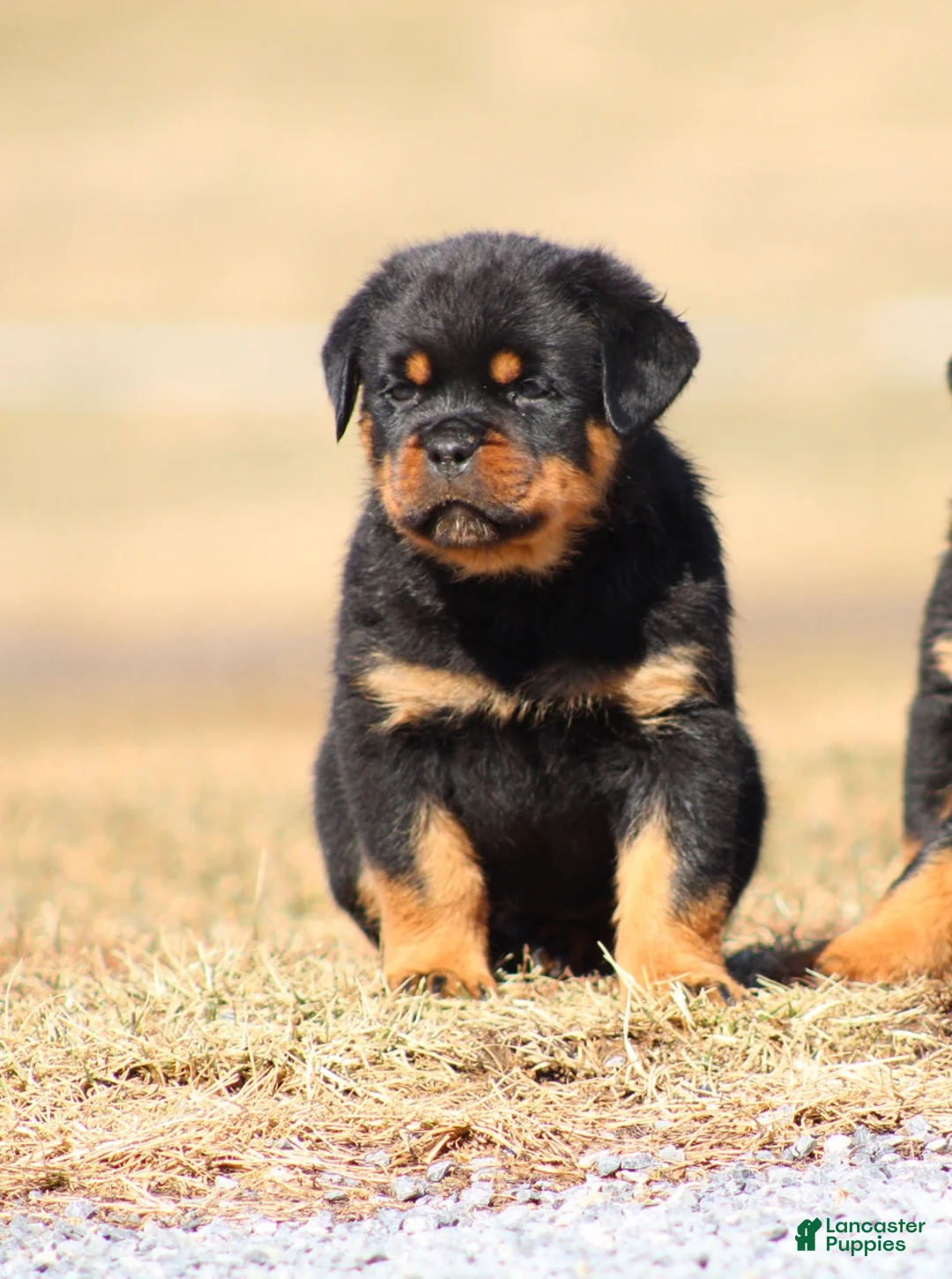 Rottweiler dogs for sale: Sugar - Ad 1
