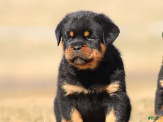 Rottweiler dogs for sale: Sugar - Ad 2