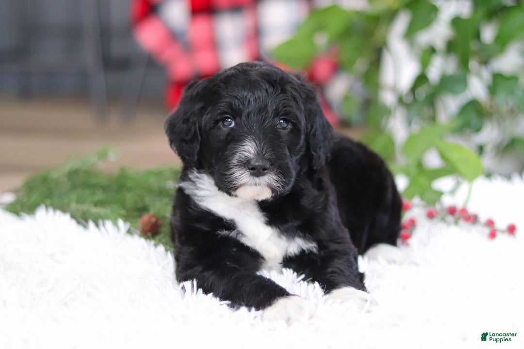 Portuguese Water Dog dogs for sale: Zeke - Ad 10