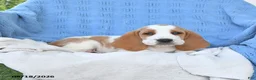 Basset Hound dogs for sale: Clarence - Ad 5