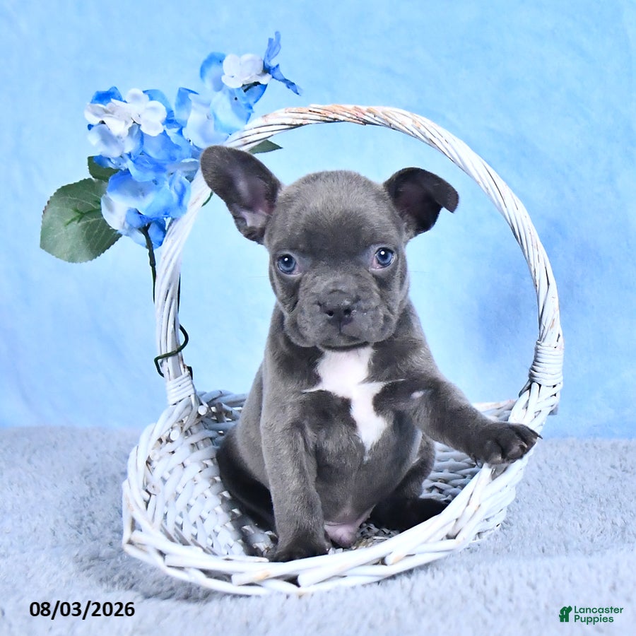 Frenchton dogs Lonny - Ad 1