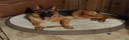 German Shepherd dogs for sale: Betty - Ad 18