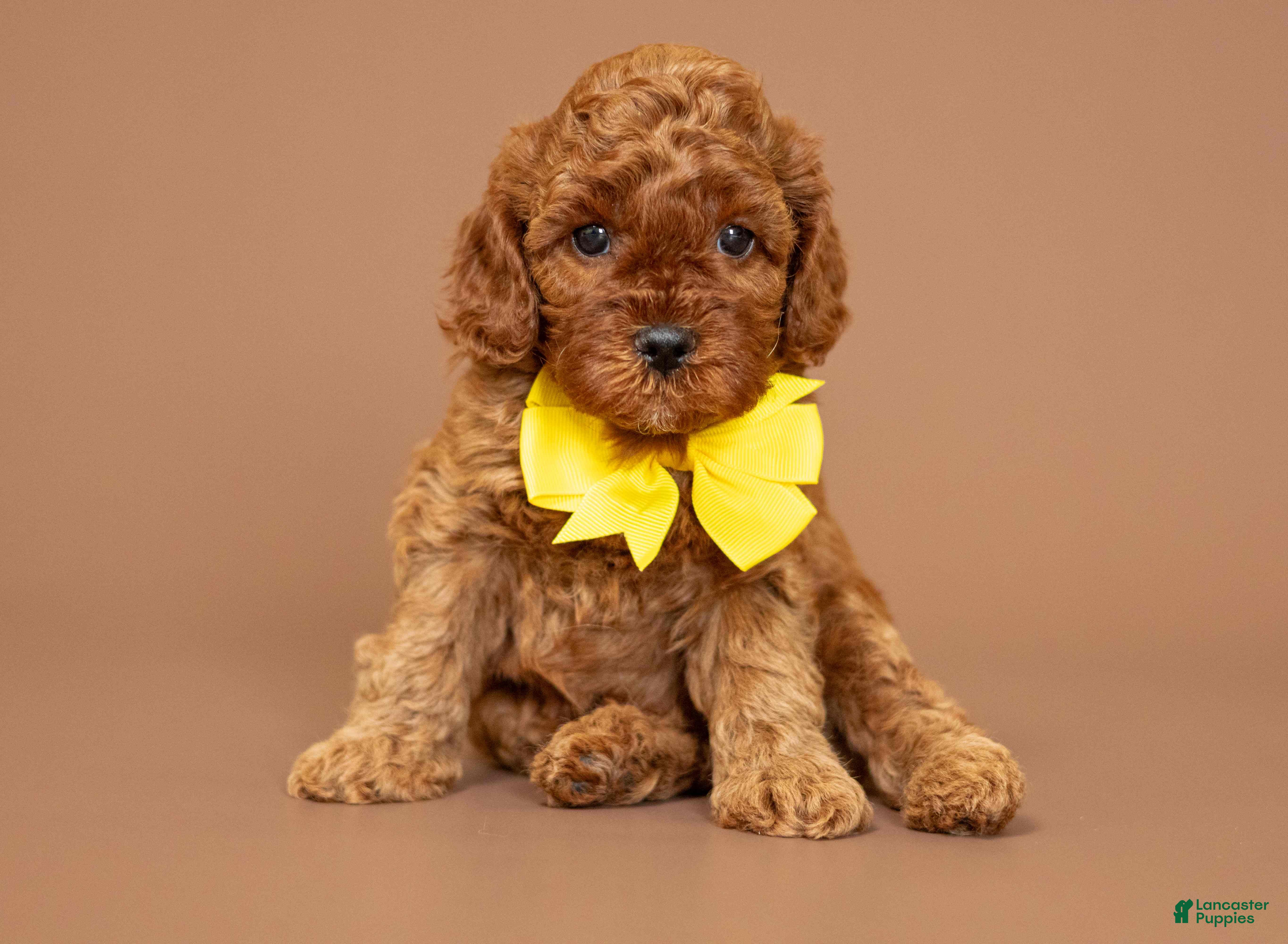 Cavapoo dogs Levi - Ad 1