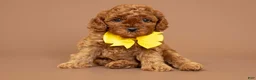 Cavapoo dogs for sale: Levi - Ad 1