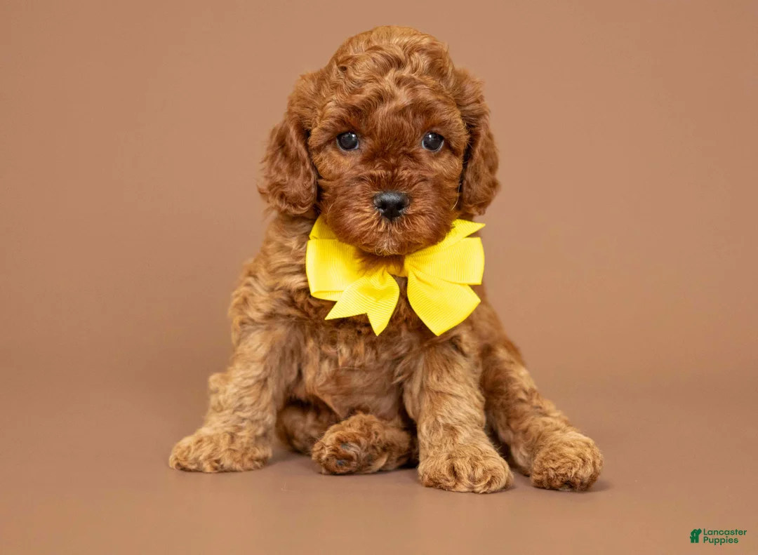 Cavapoo dogs for sale: Levi - Ad 1
