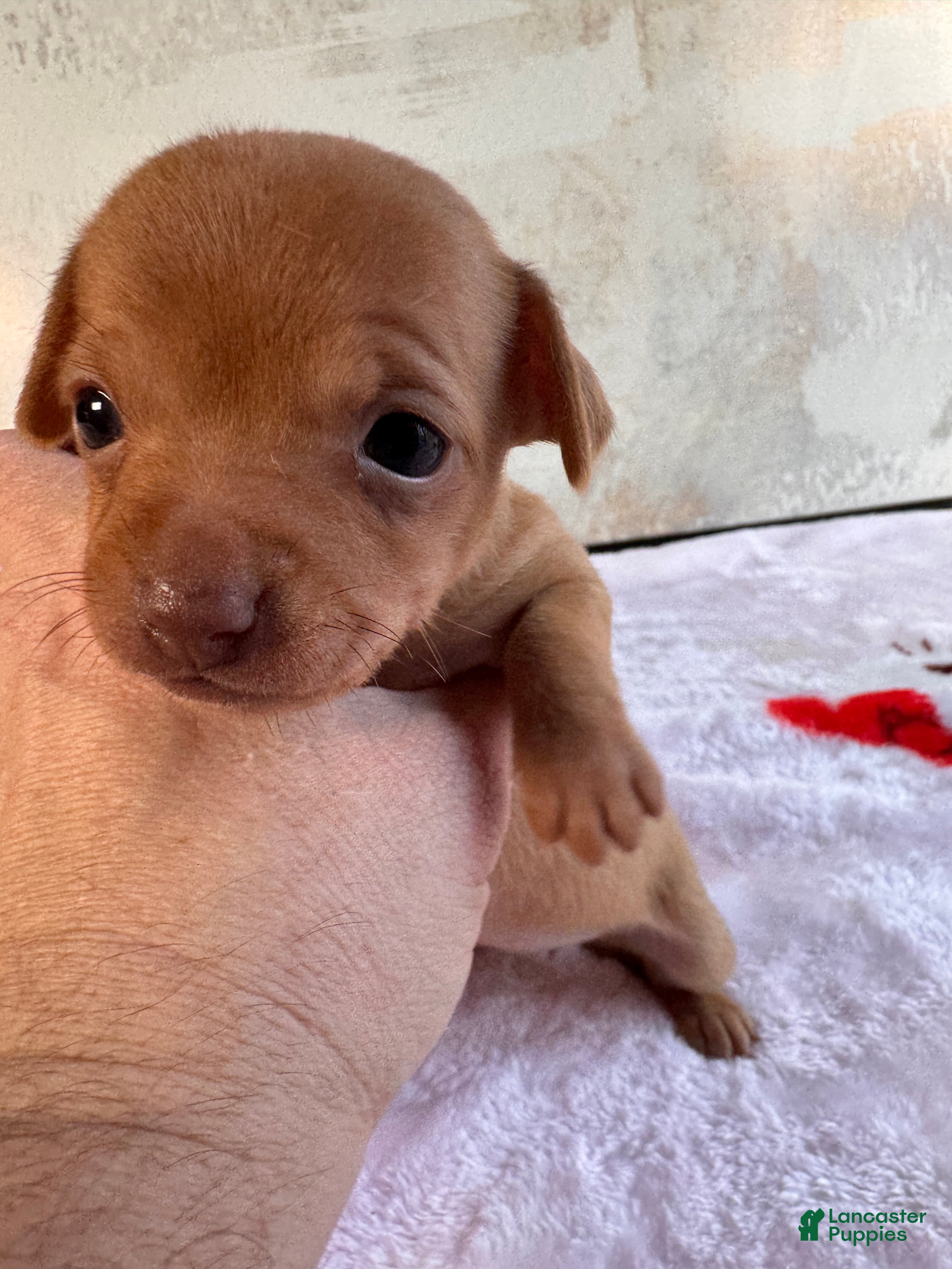 Chihuahua dogs Flame - Ad 1