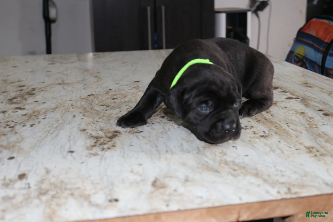 Cane Corso dogs for sale: Green - Ad 2