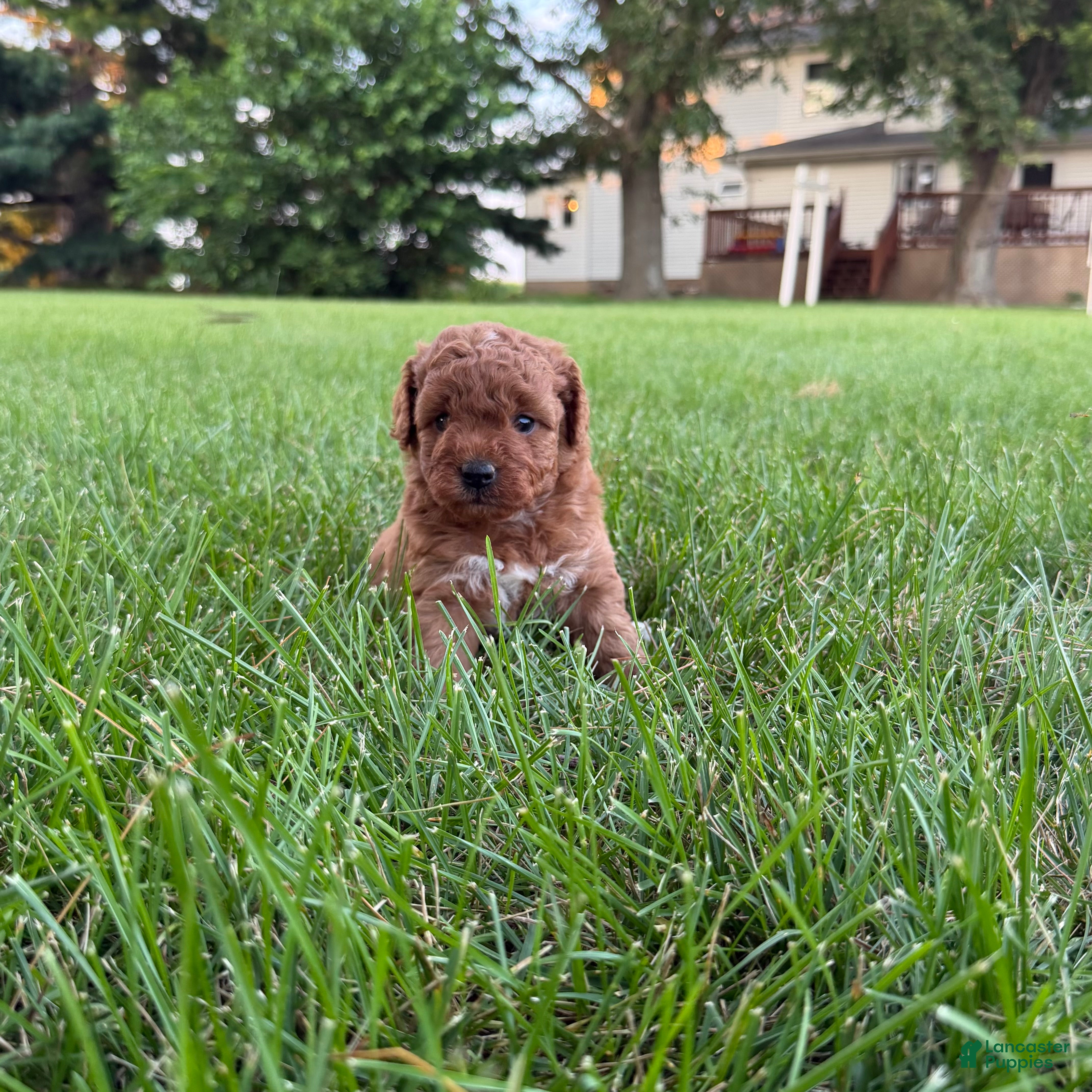 Mini Goldendoodle dogs Lollipop Mini Goldendoodle  - Ad 1