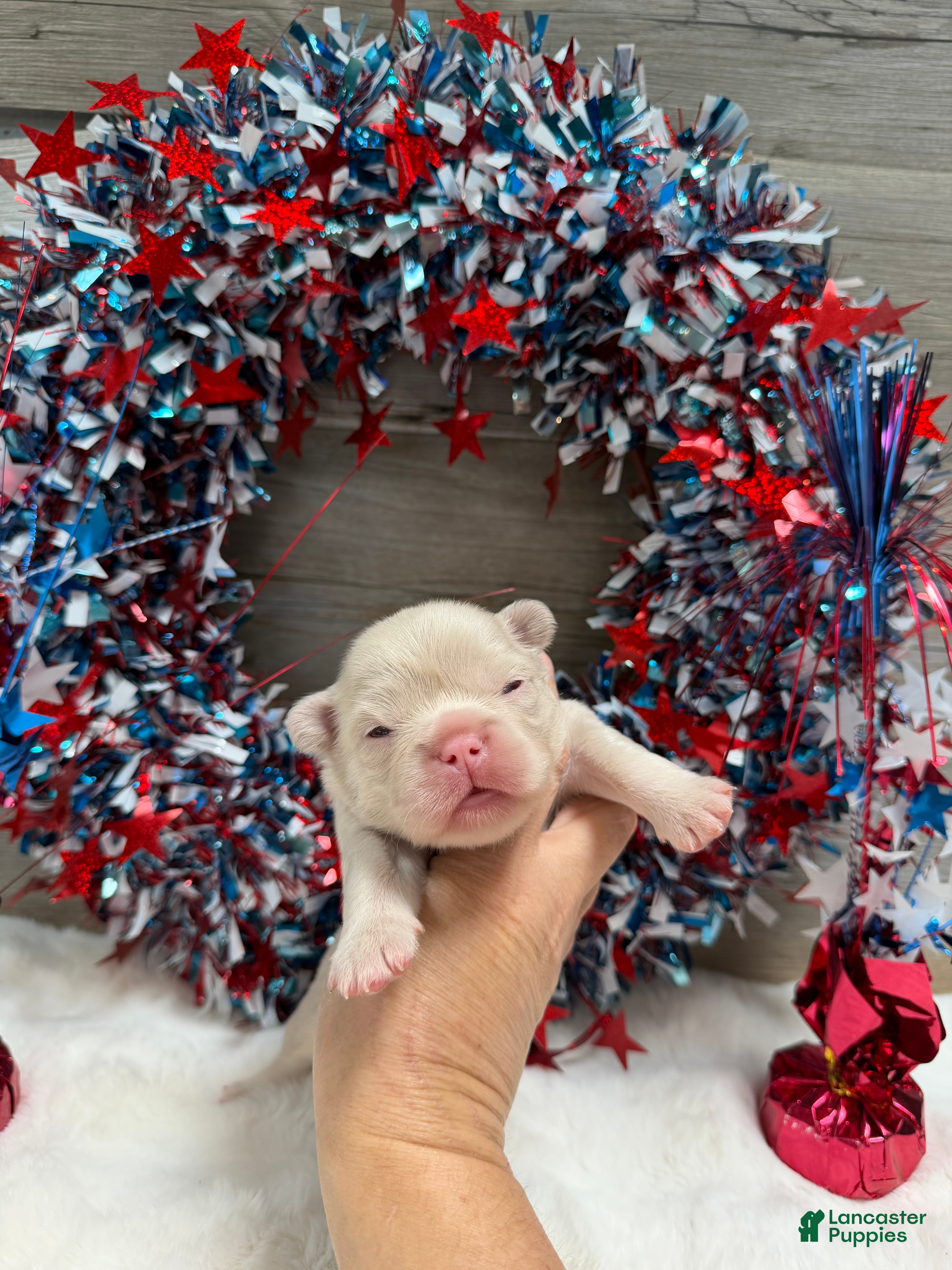 French Bulldog dogs Thorn - Ad 2