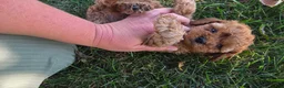 Cavapoo dogs for sale: Harley - Ad 11