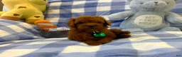 Toy Poodle dogs for sale: Teddy - Ad 10