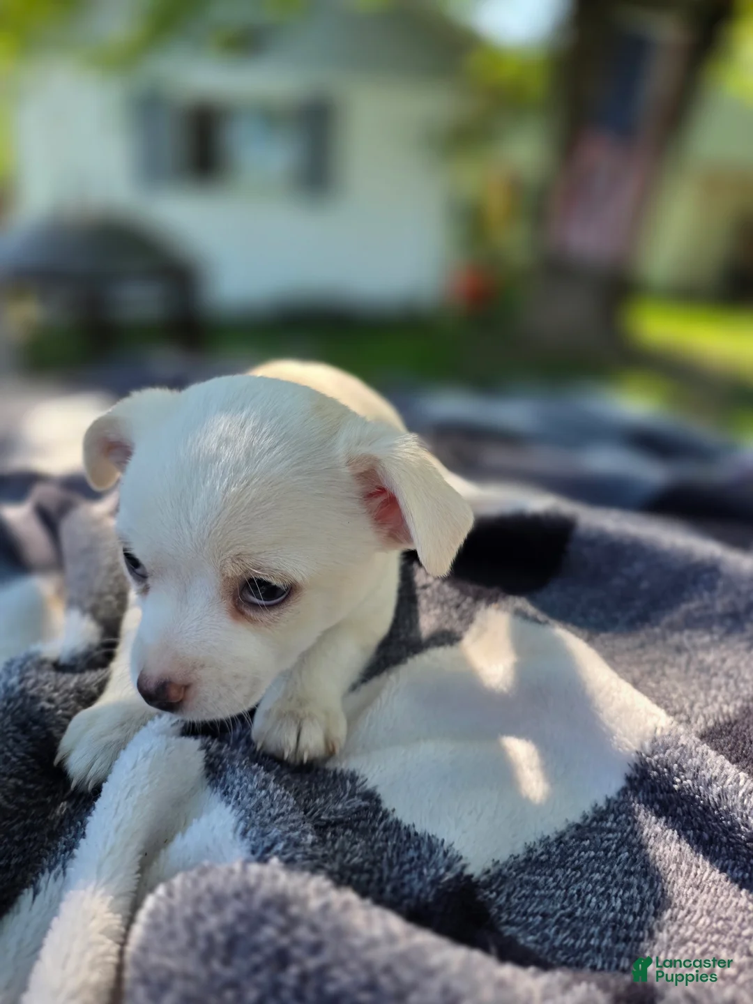 Chihuahua dogs for sale: Chihuahua Puppy 4 - Ad 2