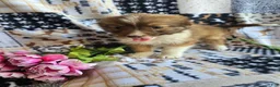 Mixed Breed dogs for sale: Mixed Breed 1 - Ad 3
