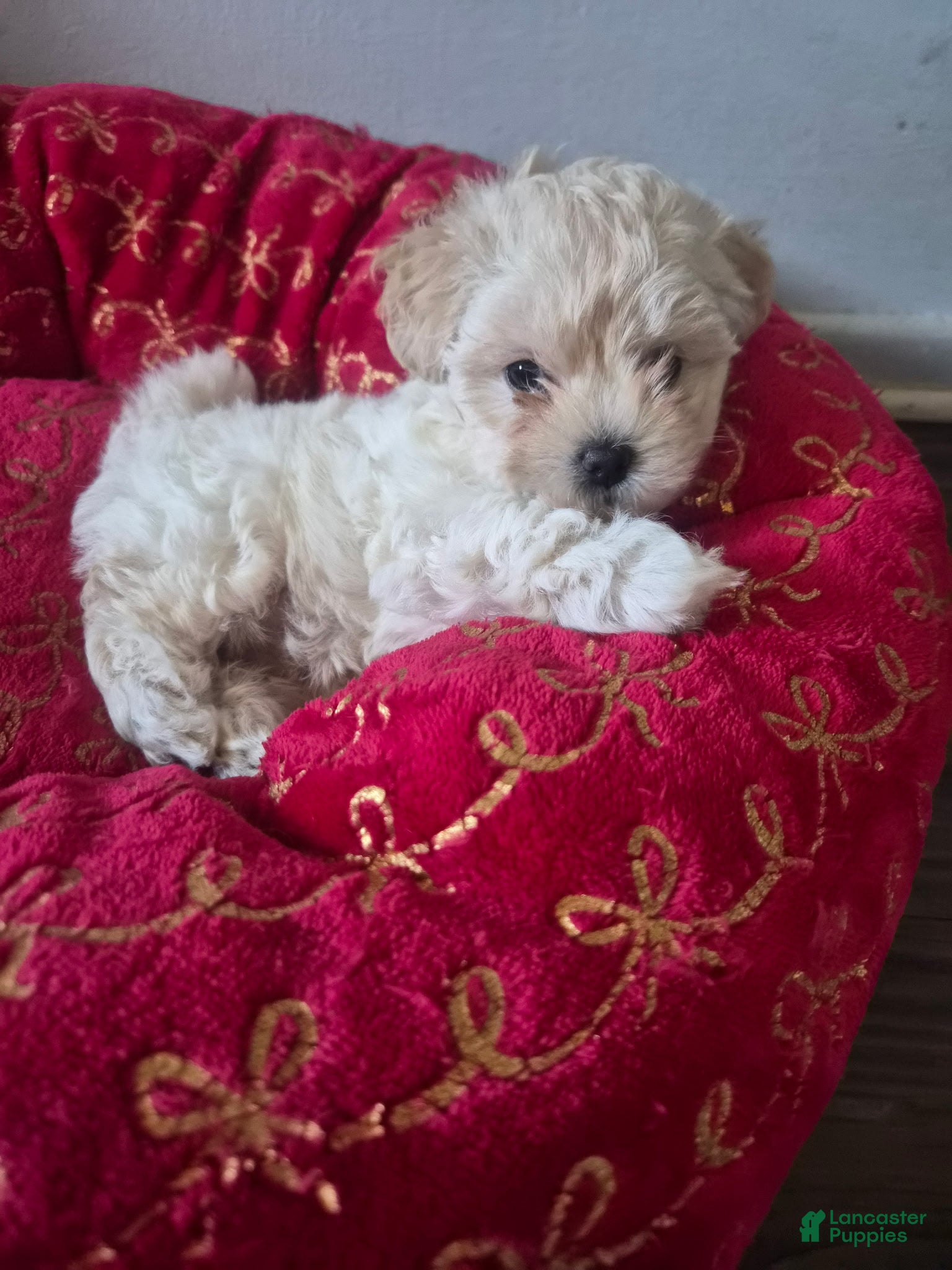 Maltipoo dogs Maltipoo 1 - Ad 19