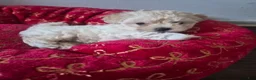 Maltipoo dogs for sale: Maltipoo 1 - Ad 1