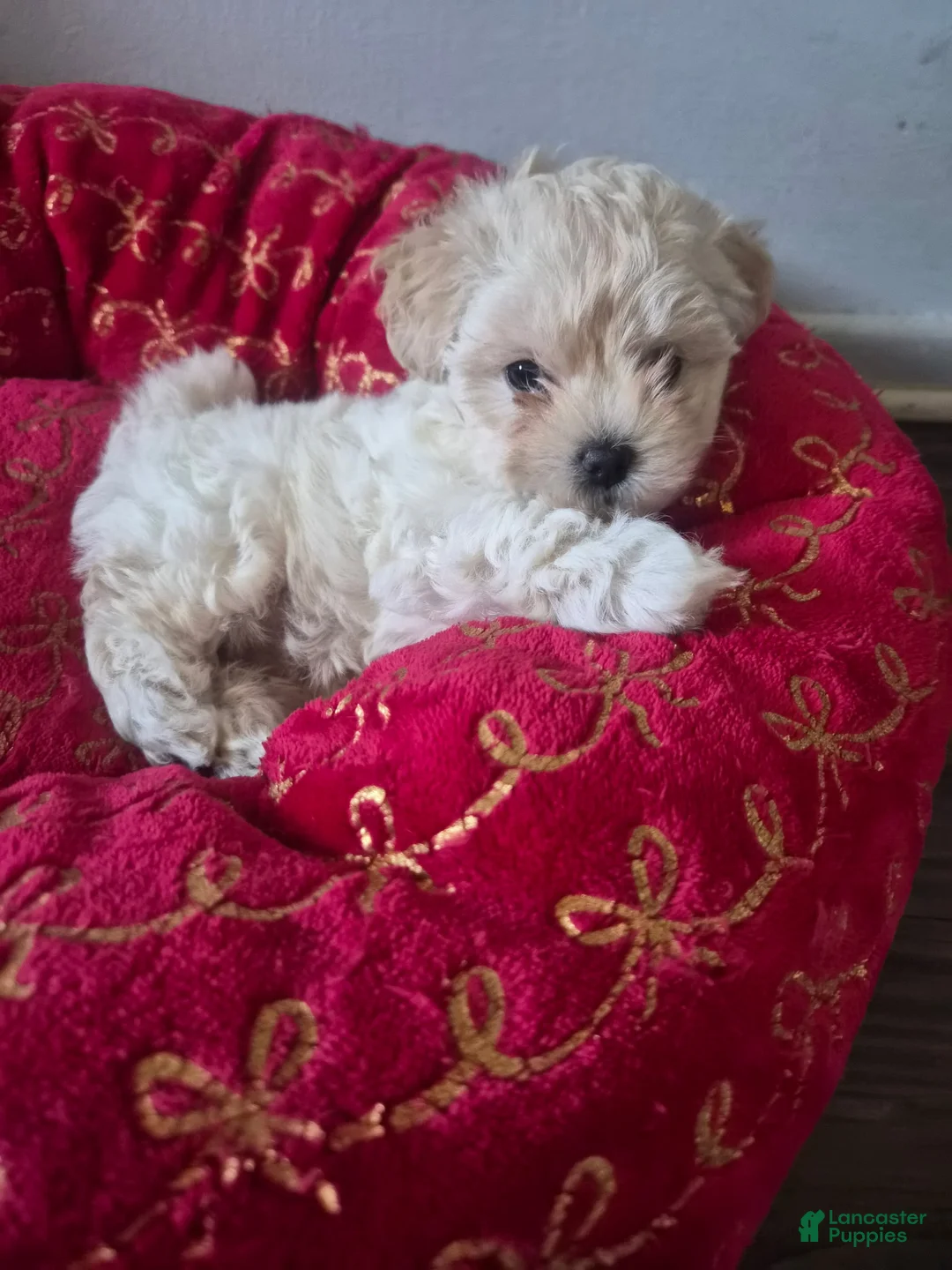 Maltipoo dogs for sale: Maltipoo 1 - Ad 1