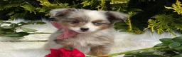 Toy Australian Shepherd dogs for sale: Tiny - Ad 13