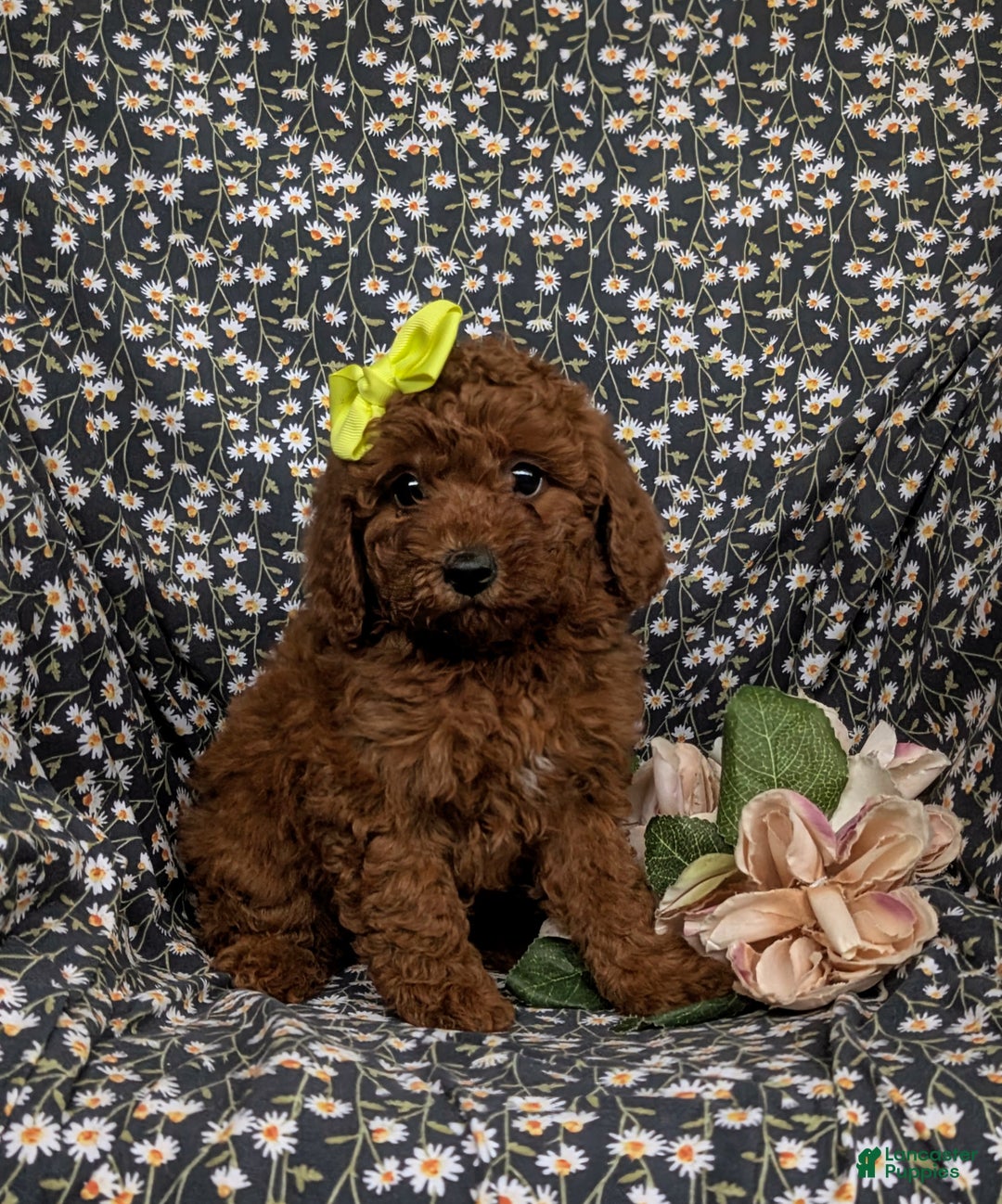 Miniature Poodle dogs for sale: Wanda - Ad 1