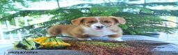 Welsh Corgi Pembroke dogs for sale: Merlin - Ad 3
