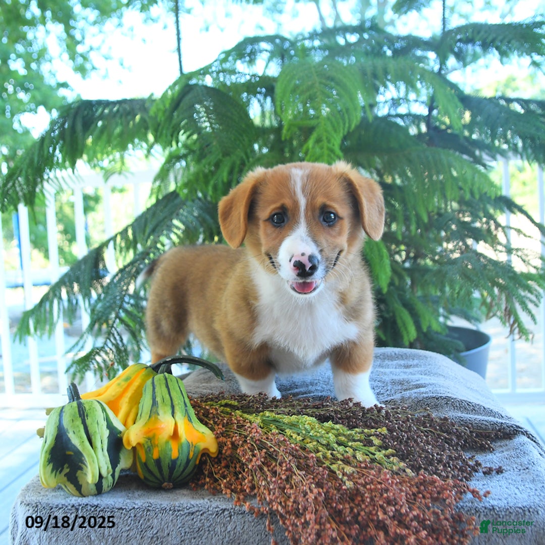 Welsh Corgi Pembroke dogs for sale: Merlin - Ad 3