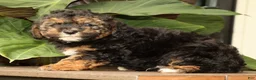 Mini Bernedoodle dogs for sale: Sheldon - Ad 9