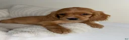 Cocker Spaniel dogs for sale: Winnie - Ad 6