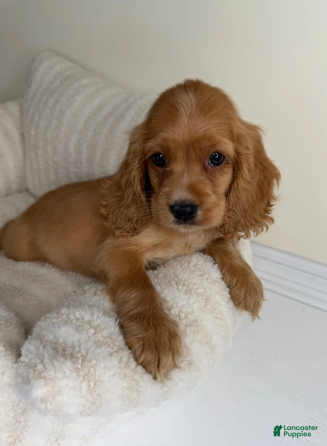 Cocker Spaniel dogs for sale: Winnie - Ad 6