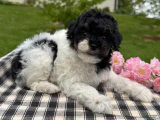 Toy Poodle dogs for sale: Hazel - Ad 4