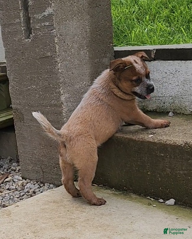 Australian Cattle Dog dogs Australian Cattle Dog Puppy 3 - Ad 18