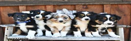 Australian Shepherd dogs for sale: Allie  - Ad 5