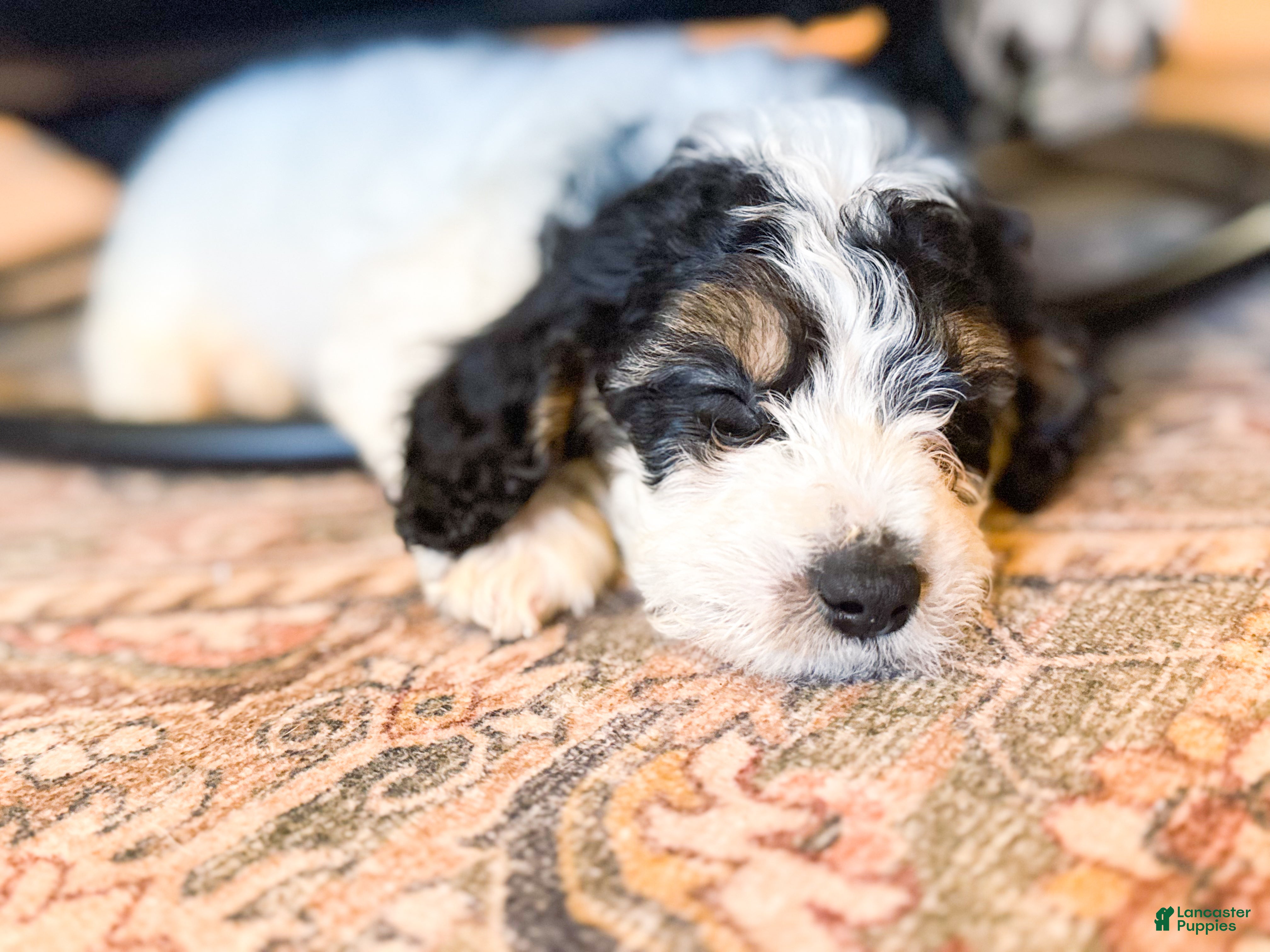 Mini Bernedoodle dogs for sale: Max - Ad 35