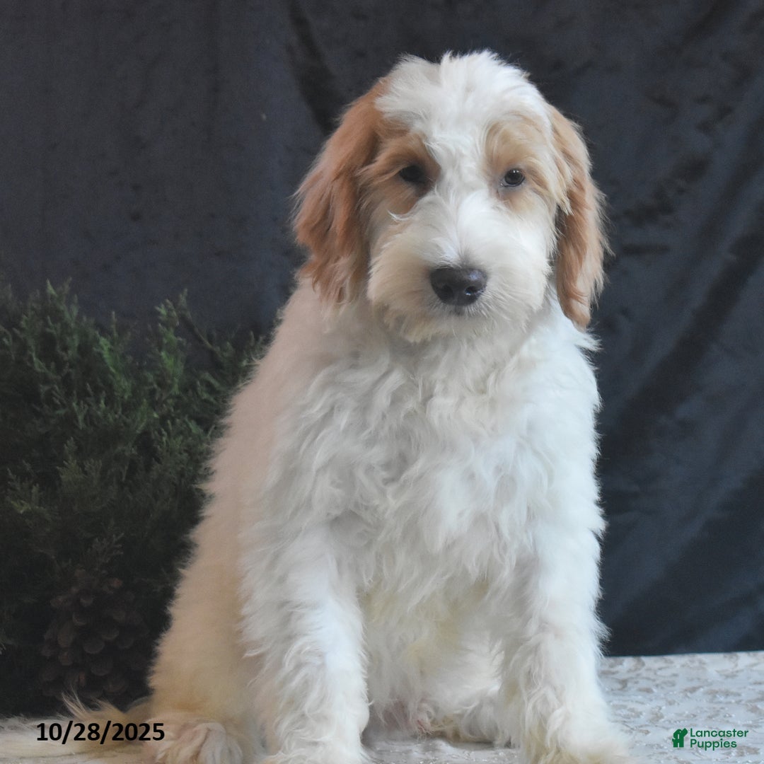 Goldendoodle dogs for sale: Garrett - Ad 1