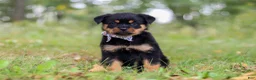 Rottweiler dogs for sale: Kobe - Ad 3