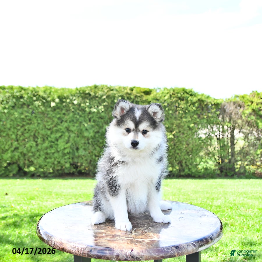 Pomsky dogs Harmony - Ad 1