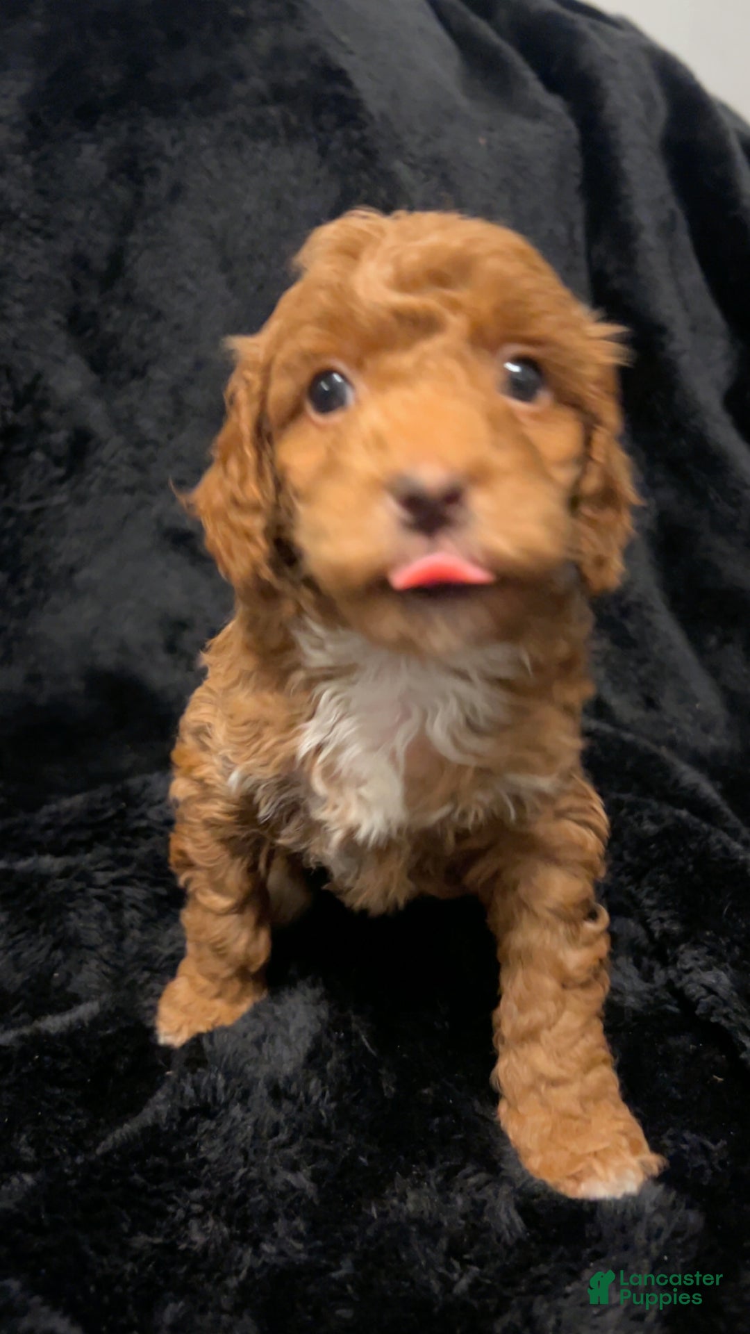 Mini Goldendoodle dogs for sale: Ms Grits - Ad 6